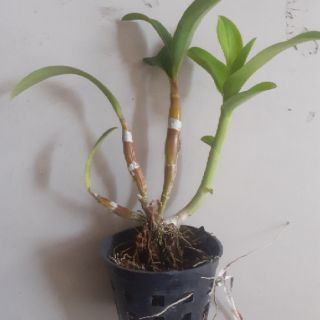 Denro hoa hồng tím blue
