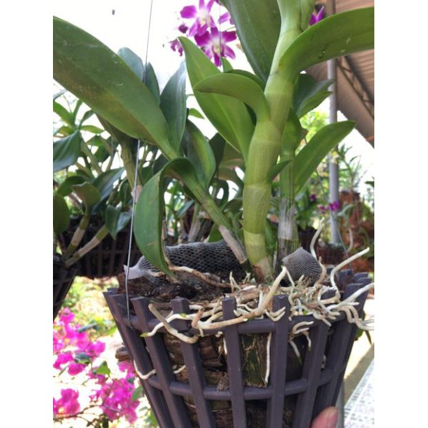 Phân Bón Lan ORCHID 1-2-3 - Dưỡng Cây - Kích Ra Hoa Phong Lan - Phân Lan Túi Lưới
