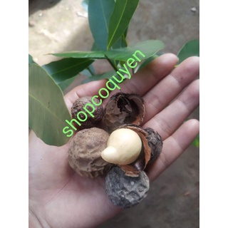 cây mù u con 1 cây