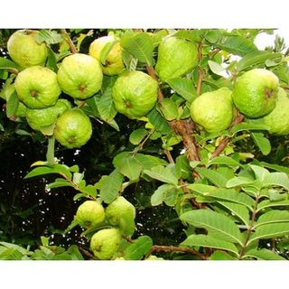 Cây giống ổi nữ hoàng