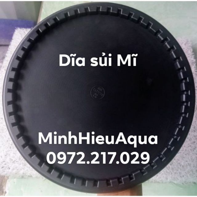 Dĩa sủi Mỹ bọt tinh siêu mịn - Dĩa sủi Mĩ SSI