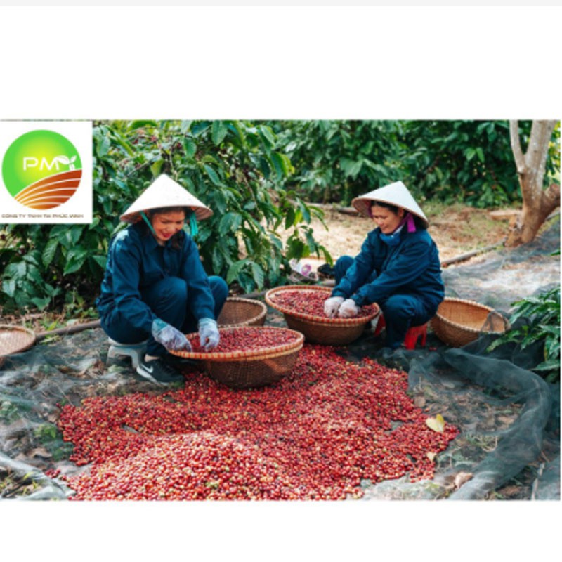 Túi thơm hạt cà phê treo xe ô tô, tủ quần áo, phòng khách, phòng bếp khử mùi ẩm mốc hiệu quả