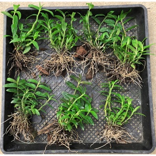 Cây lan quý Thiết bì thạch hộc 150k /1 khóm cây