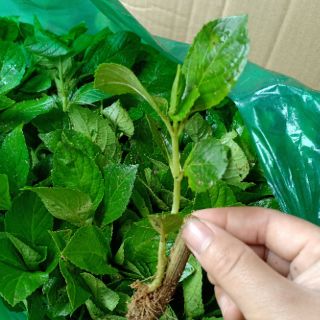 Cẩm Tú Cầu cây dễ trần 10 cây