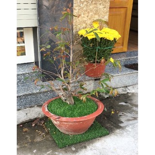 THẢM CỎ NHÂN TẠO NHIỀU KÍCH THƯỚC CAO 2cm