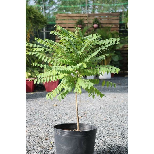 Chùm ruột thái....trái ngọt