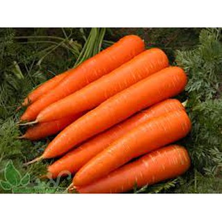 Hạt giống Cà Rốt F1