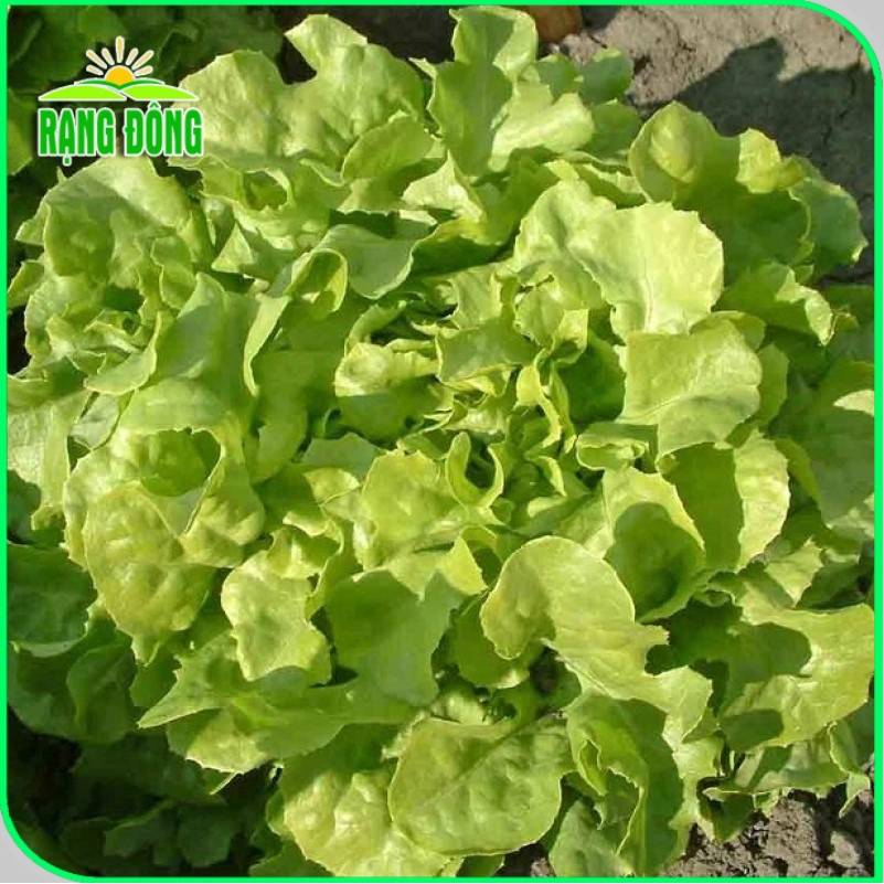 Hạt giống Xà Lách Sồi Xanh (Xà lách Oakleaf) sinh trưởng khỏe, trồng quanh năm (gói 2 gr) - Hạt giống Rạng Đông