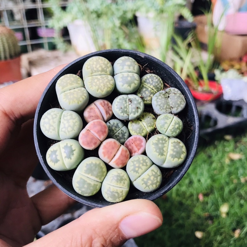 Chậu Sen Mông Đủ Màu Sắc, 20-30 Cây Siêu Khỏe- Lỗi 1 Đổi 1