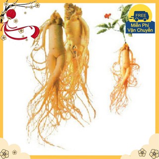 Hạt giống Nhân sâm Hàn Quốc