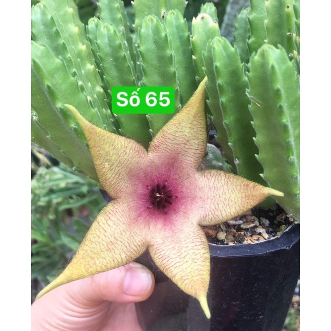 1 nhánh sao biêtn số 65