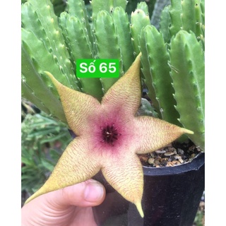 1 nhánh sao biêtn số 65