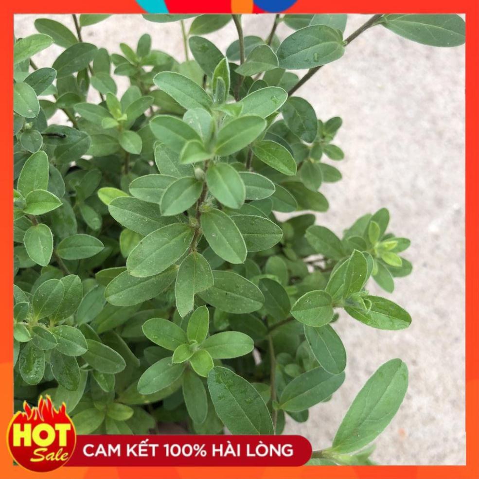 Cây hoa thanh tú, nhánh sum suê hoa nở rộ dễ chăm sóc. 17