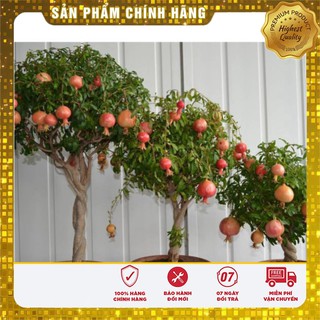 BỘ 06 gói hạt giống cây cảnh lựu lùn LUCKY SEEDS TẶNG 1 phân bón