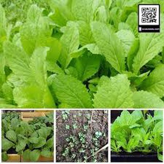 1 Lạng hạt giống rau cải mơ
