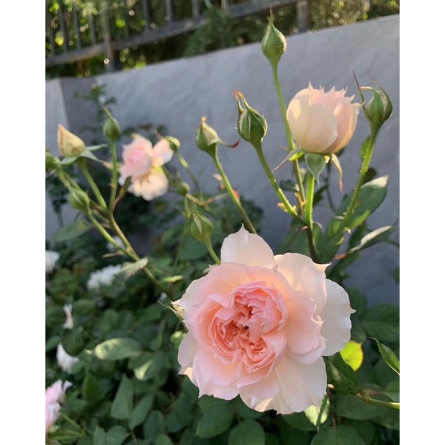 Hoa hồng bụi Tranquillity Rose - hoa thơm