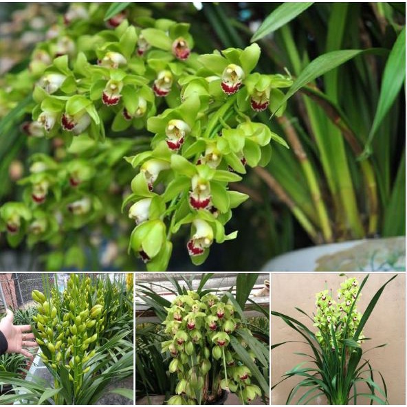 Củ Giống Hoa Địa Lan Santo hoa màu Xanh ( 1 củ )