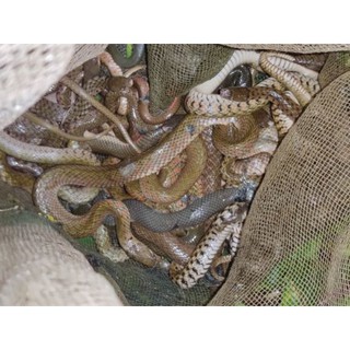 Mồi rắn cho gà chọi