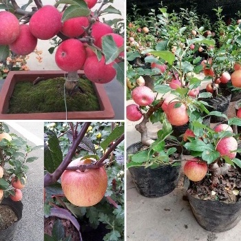 Cây táo đỏ lùn nhập khẩu có thể trồng chậu (ảnh thật hình cuối)