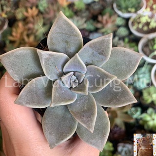 Sen Đá Ma (Đá Hồng) 👻👻👻 Size Bầu