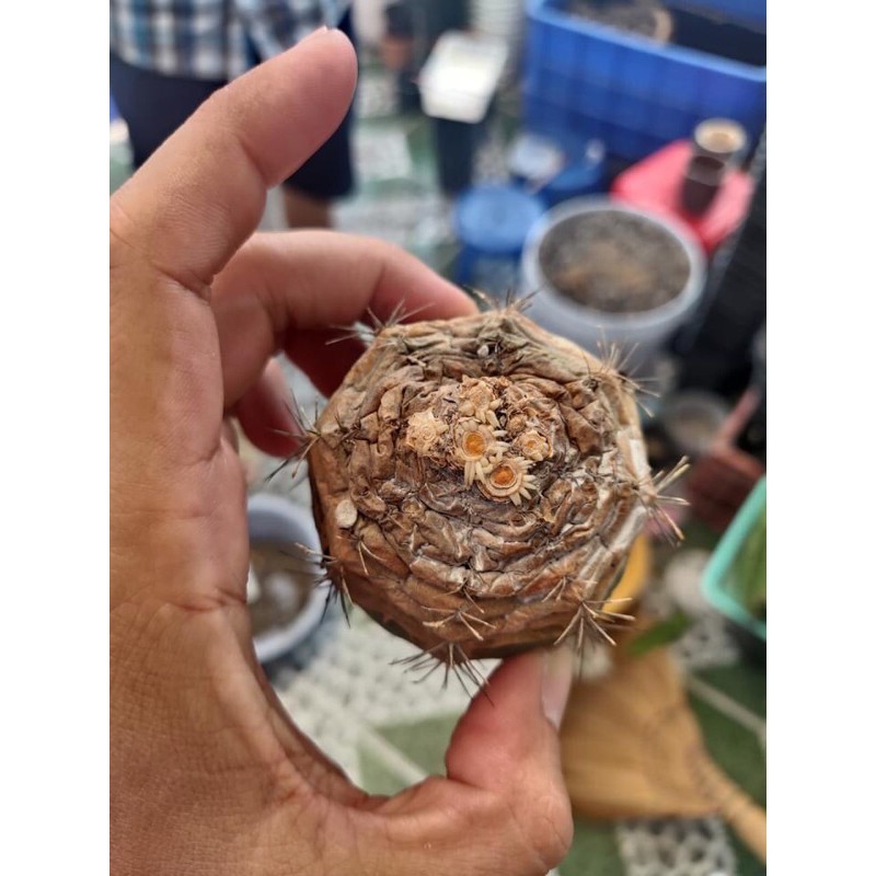Bột kích rễ xương rồng
