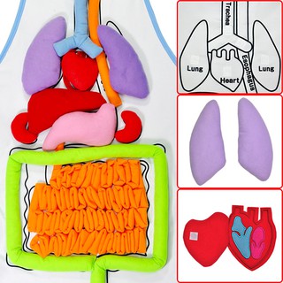 Kindergarten Viscera Teaching Utensil Children Educational Intellectual Development 3D Organ Apron