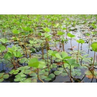 Hạt Giống Cỏ Các Loại Dễ Gieo - 1 Gói