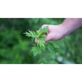 Cây Ngải Cứu - Chậu Rau