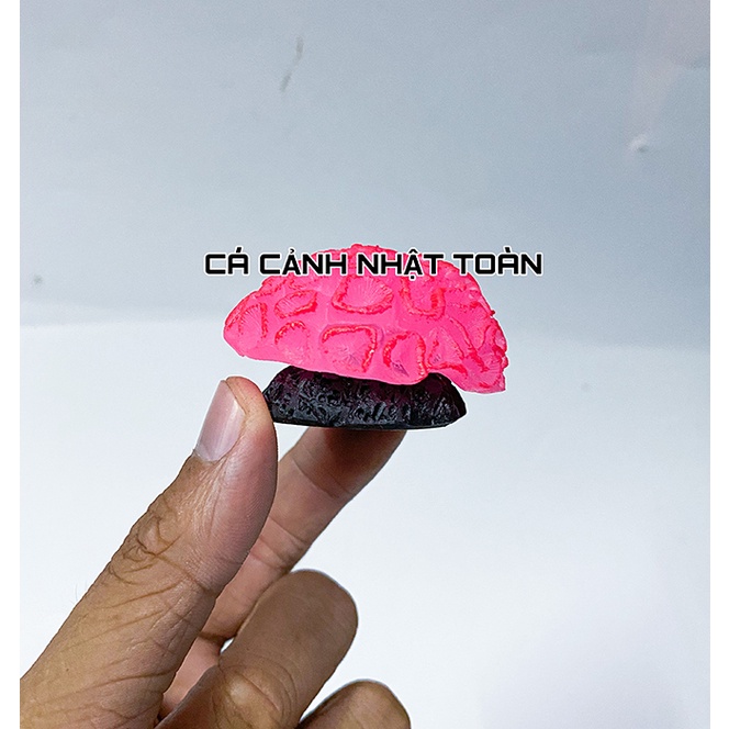 RONG SAN HÔ DẠ QUANG TRANG TRÍ BỂ CÁ, TIỂU CẢNH