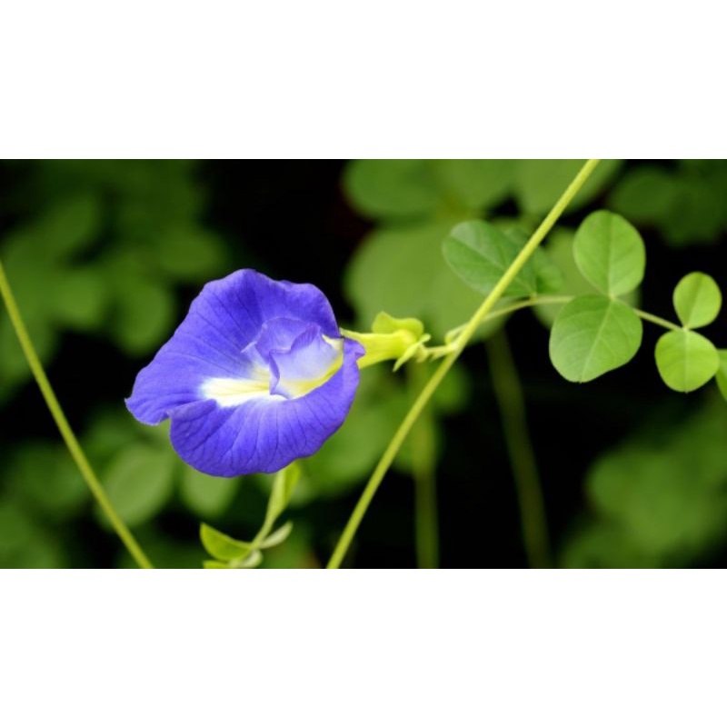 Hạt giống Hoa Đậu Biếc gói 0.5g