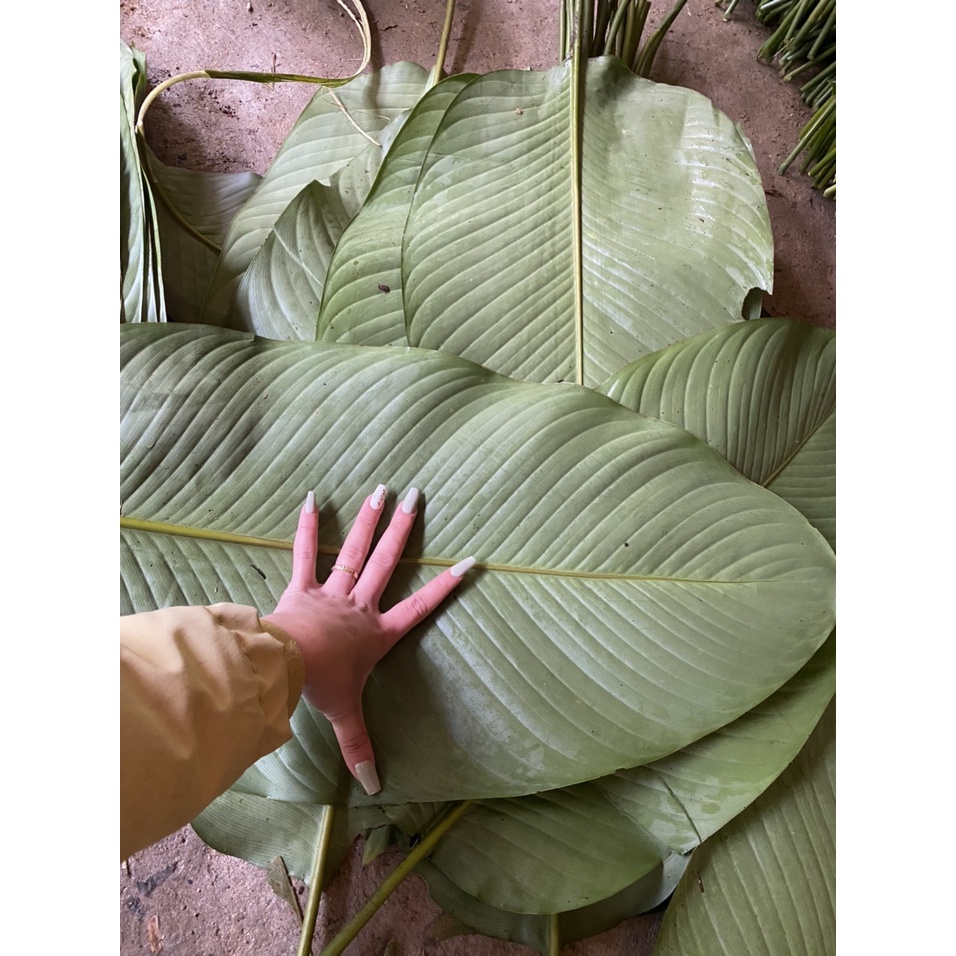 Lá Dong Tươi Dùng Để Gói Bánh Chưng, Bánh Tét
