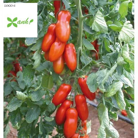 🌟Hạt Giống Cà Chua Roma Tomatos Quả Dài Vị Ngọt🌟 Giống Cao Sản Gói 30 Hạt