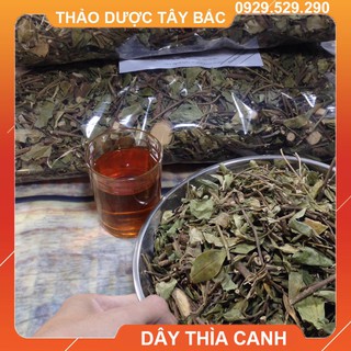 Lá Thìa Canh - Cây Thìa Canh