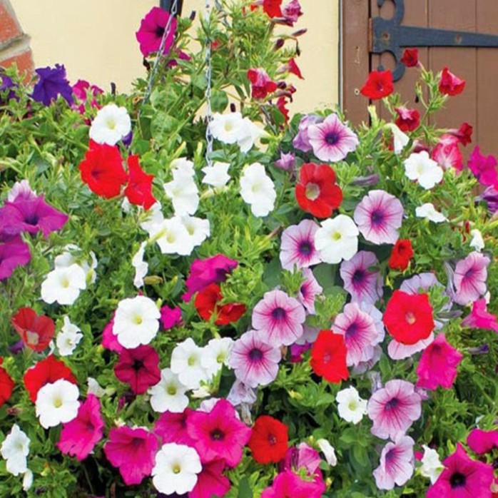 Hạt giống hoa dạ yến thảo mix (400 hạt, tặng phân)