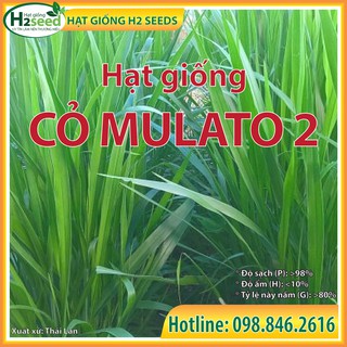 Hạt giống cỏ MULATO 2 - gói 100g - Cỏ chịu lạnh chịu hạn tốt, siêu dinh dưỡng cho chăn nuôi bò sữa, dê, cừu, thỏ...