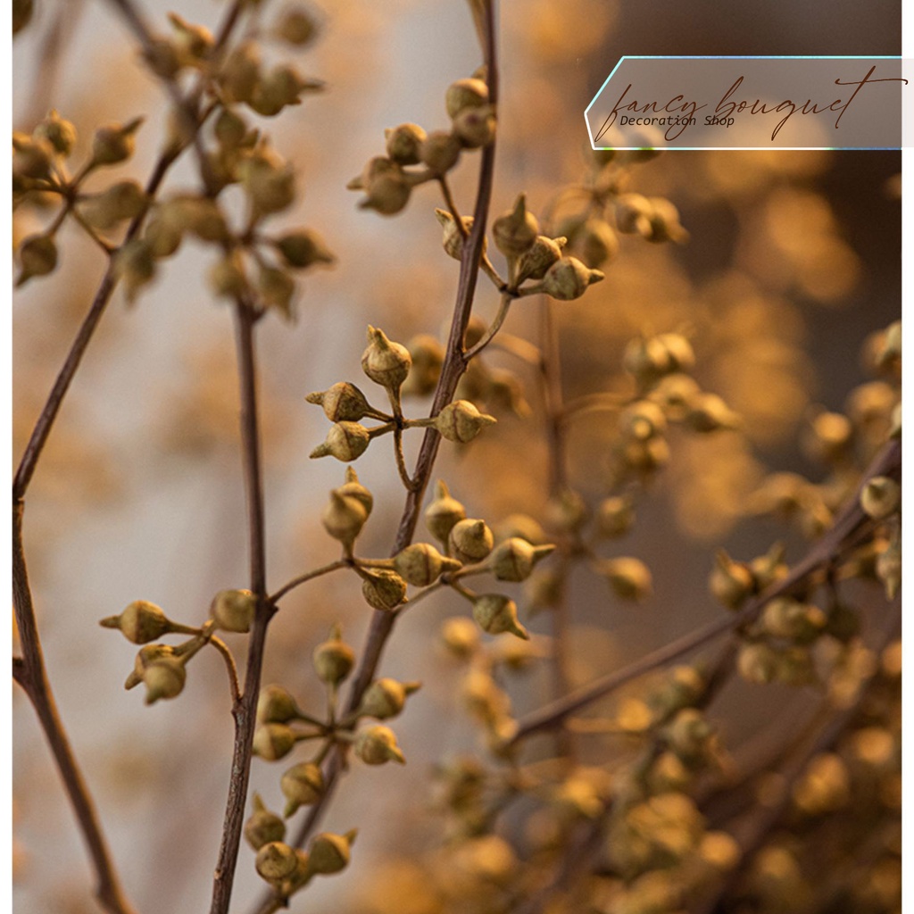 Hoa Bạch Đàn Kê Khô ❤️FREESHIP❤️ cành hoa trang trí retro trang trí homestay