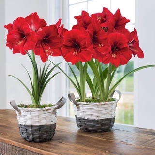 củ huệ hoa đỏ