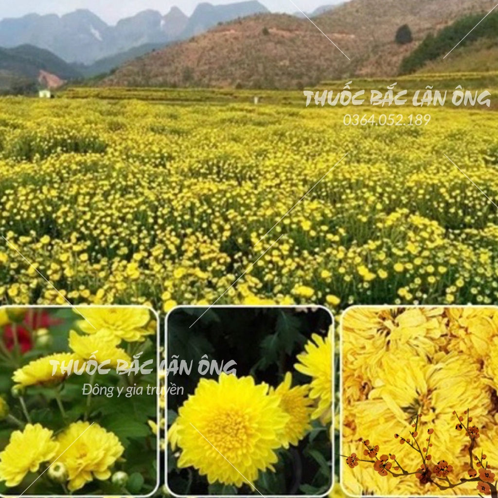 Bột hoa cúc vàng nguyên chất 100g