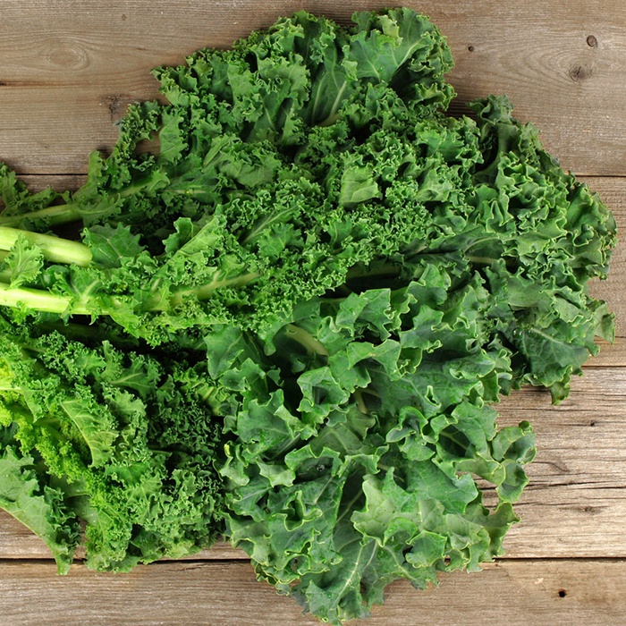 Cây giống cải kale xoăn xanh - Brassica oleracea var. sabellica