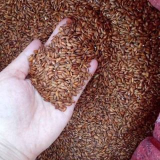 Gạo lức đỏ