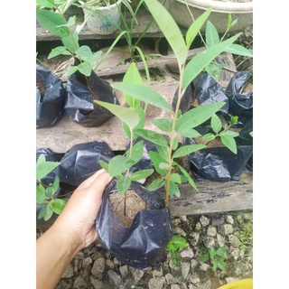bầu 01 cây bình bát giống