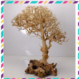 [ Rẻ ] Lũa Cây Tự Nhiên Trang Trí Bể Cá