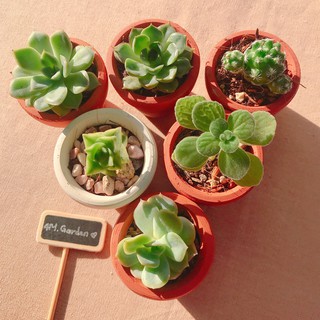 Sen đá mini kèm chậu đất nung trắng/nâu 5x5cm
