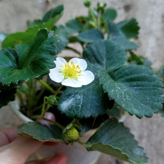 Chậu dâu tây đài loan chịu nhiệt đang hoa hoặc đang trái, thuần khí hậu miền Tây - Summer Garden