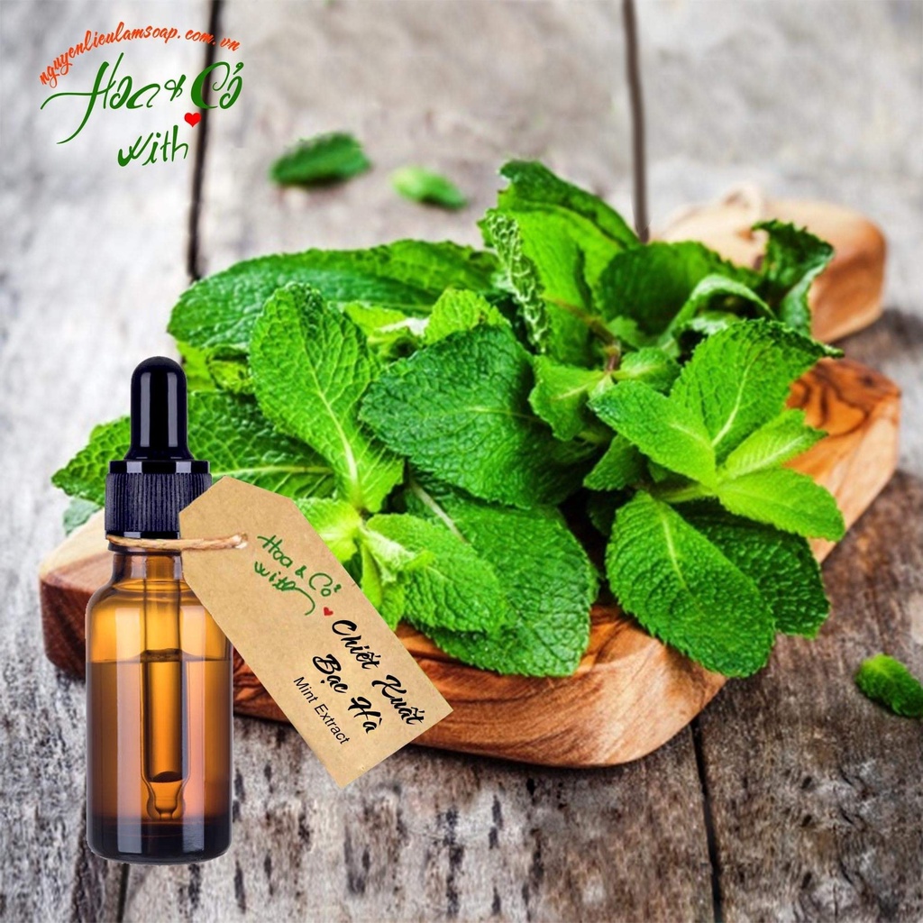 Chiết Xuất Bạc Hà ( Mint Extract )
