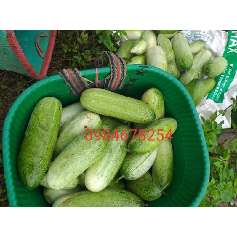 1 kg dưa mèo ngon ngọt