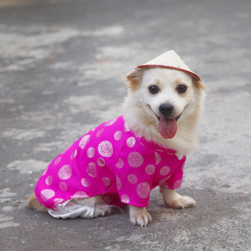 Áo dài truyền thống 4 màu cho thú cưng