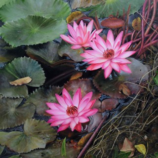 CỦ HOA SÚNG THÁI