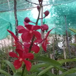 LAN MOKARA CÂY LỚN