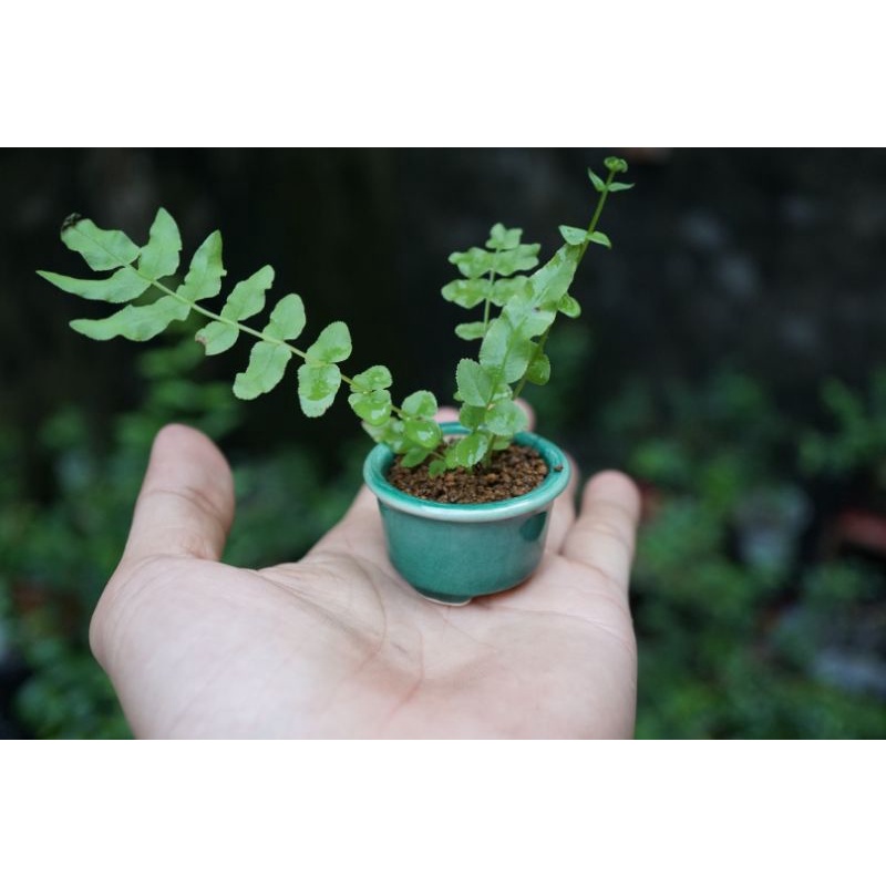 Chậu siêu mini men tàu